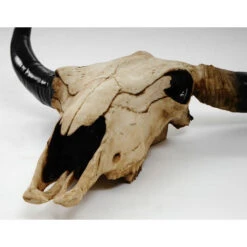 Nova Decorazione Da Parete Trofeo Teschio Di Toro 21x64x64cm Dettagliato 9 Nova Decorazione Da Parete Trofeo Teschio Di Toro 21x64x64cm Dettagliato -Armonia Decor 100773364 3