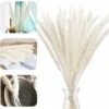 Erba Della Pampa, Erba Della Pampa Essiccata Naturalmente Deco Erba Della Pampa Phragmites Communis Bouquet Di Fiori Secchi Decorazione Per Soggiorno Fotografia Di Casa Hotel Matrimonio (Bianco) -Armonia Decor 36032827 1
