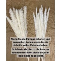 Erba Della Pampa, Erba Della Pampa Essiccata Naturalmente Deco Erba Della Pampa Phragmites Communis Bouquet Di Fiori Secchi Decorazione Per Soggiorno Fotografia Di Casa Hotel Matrimonio (Bianco) -Armonia Decor 36032827 5