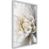 Poster - White Dahlia [Poster] - 20x30