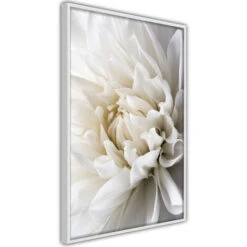 Poster - White Dahlia [Poster] - 20x30